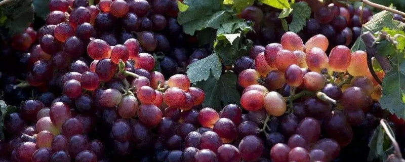 葡萄种子种的能结果吗