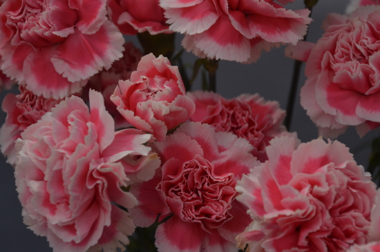 白康乃馨花的花语是什么