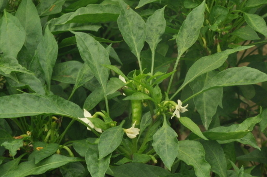  辣椒常见病虫害与防治方法