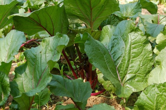 红油菜苔种植时间和方法