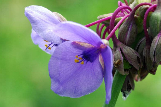紫露草怎么种植