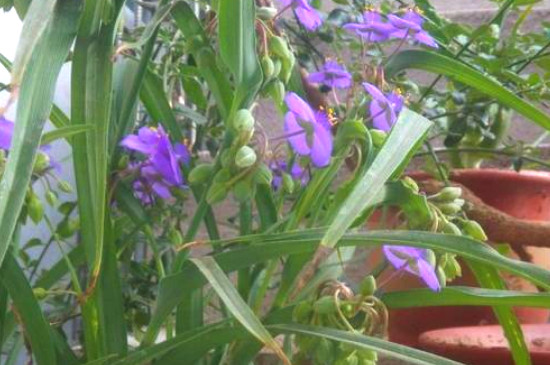 紫露草怎么盆栽?