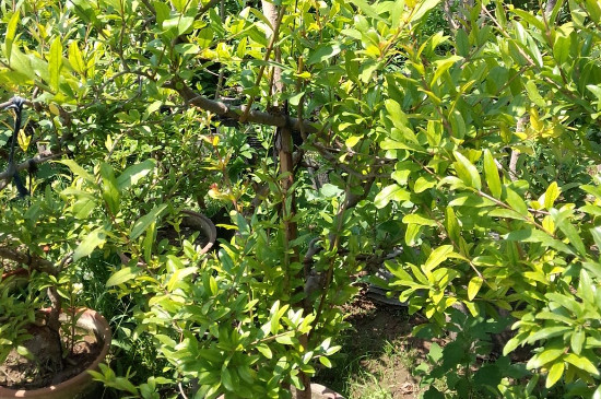 盆栽石榴树的养殖方法和注意事项