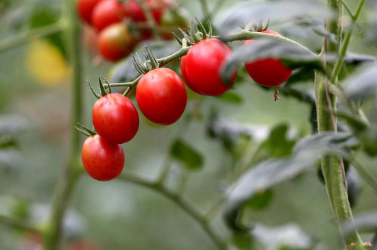 西红柿种植方法和时间,西红柿的剪枝技巧