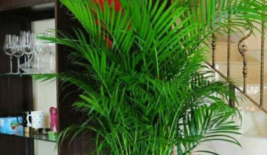 风尾竹怎样栽培和种植