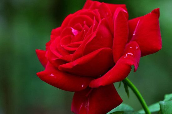 红色妖姬是玫瑰还是月季