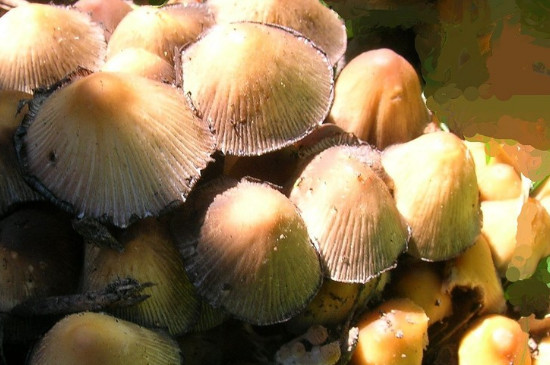 蘑菇种子与种植方法