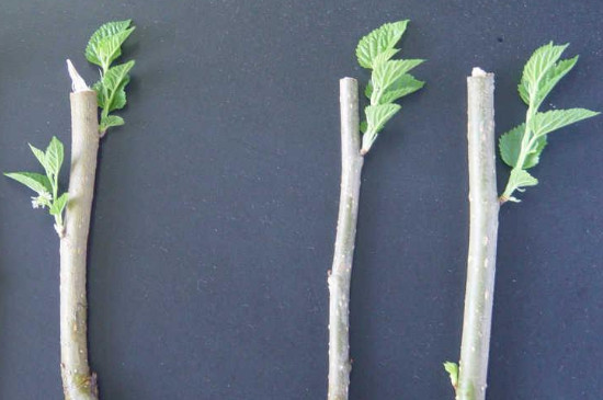鹅掌木扦插繁殖方法时间