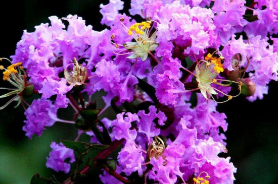紫微花树插植方法