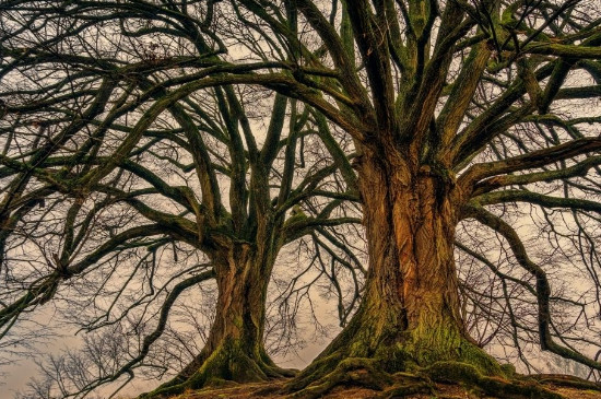 如何让大树自然枯萎死