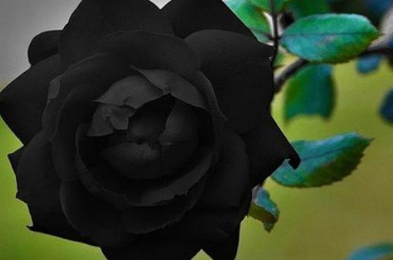 黑玫瑰真正的花语