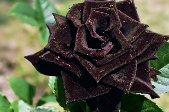 黑玫瑰真正的花语