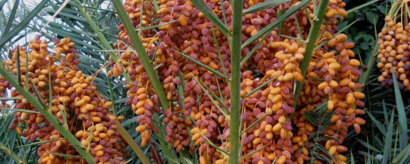 椰枣树可盆栽几年结果