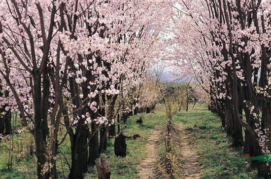 染井吉野樱和日本晚樱花的区别