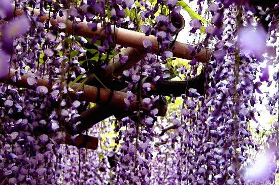 多花紫藤怎么繁殖