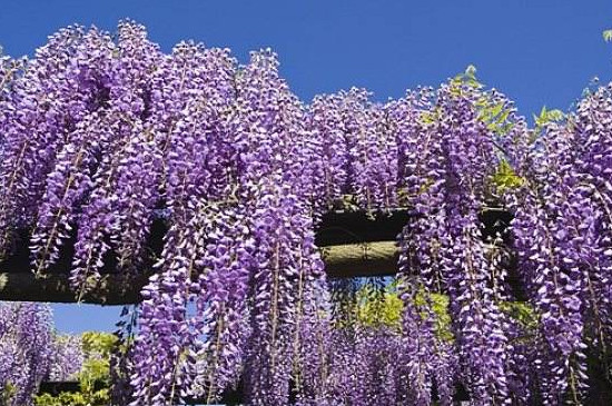 多花紫藤怎么种植