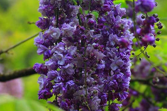 多花紫藤在什么季节种植