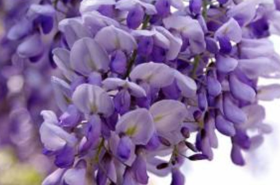 日本多花紫藤花期多长