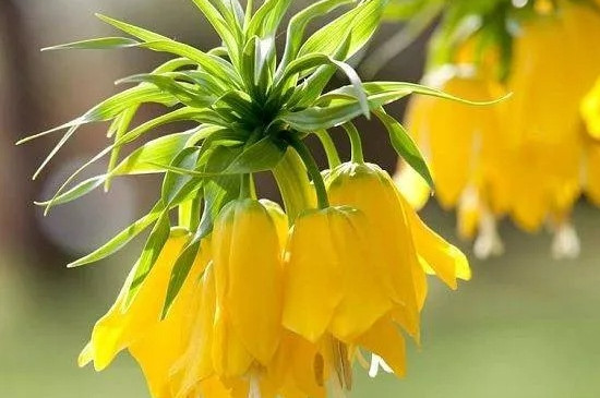 皇冠贝母花是什么颜色