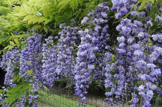 多花紫藤怎么种