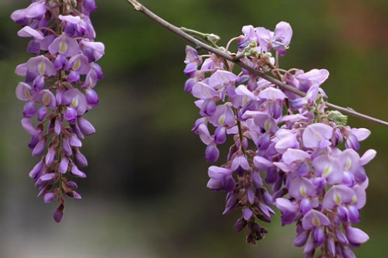 多花紫藤的种法