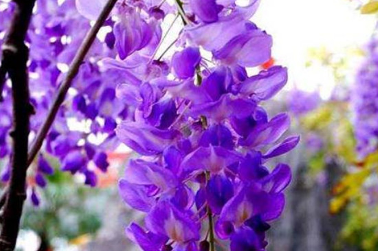 多花紫藤花期有多长