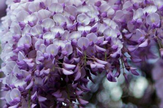 多花紫藤的花语