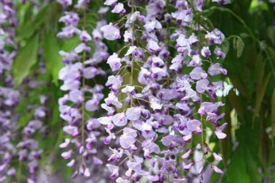 多花紫藤的品种