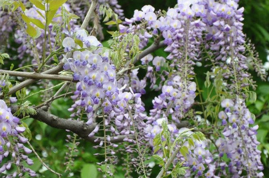 多花紫藤一年开几次花