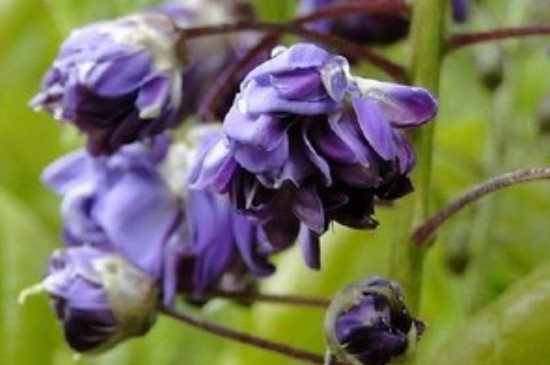 多花紫藤花期有多长