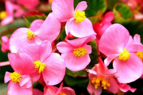 四季海棠花的养殖方法和注意事项 盆栽