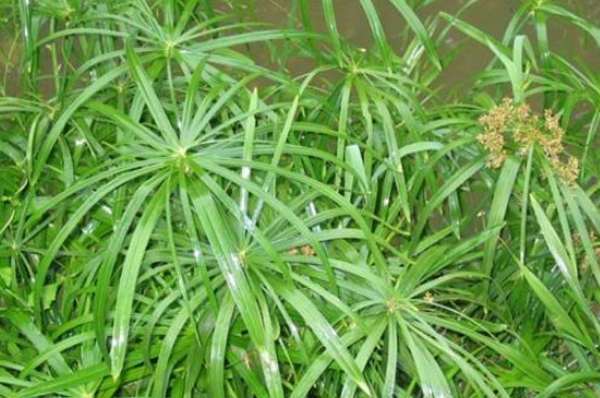 水竹的养殖方法和注意事项