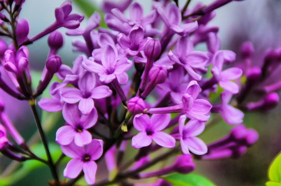 紫丁香象征寓意是什么