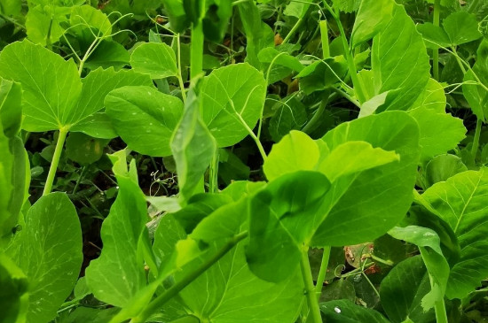 豌豆尖的种植方法和时间