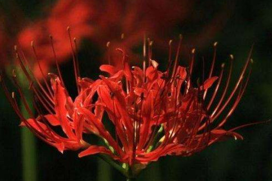 红花石蒜的花语是什么