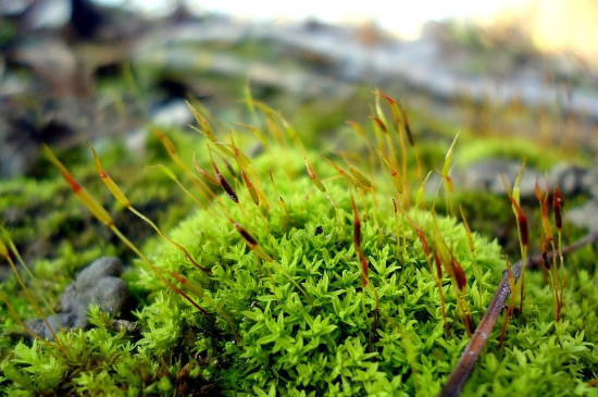 苔藓植物长不高的根本原因
