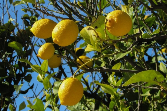柠檬树盆栽的养殖方法和注意事项