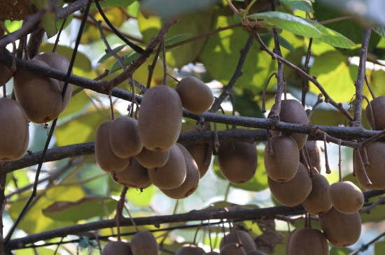 猕猴桃树的种植与管理