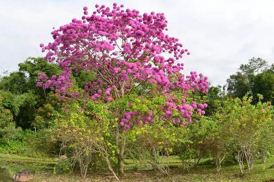 紫花风铃木的生长环境