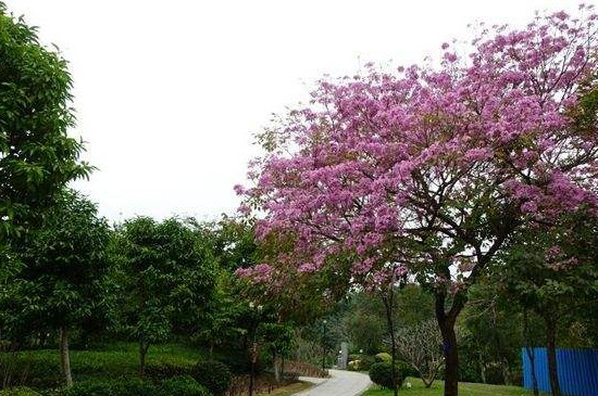紫花风铃木的生长环境