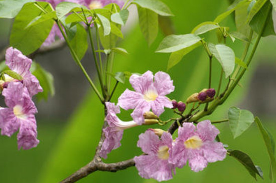 紫花风铃木的花语