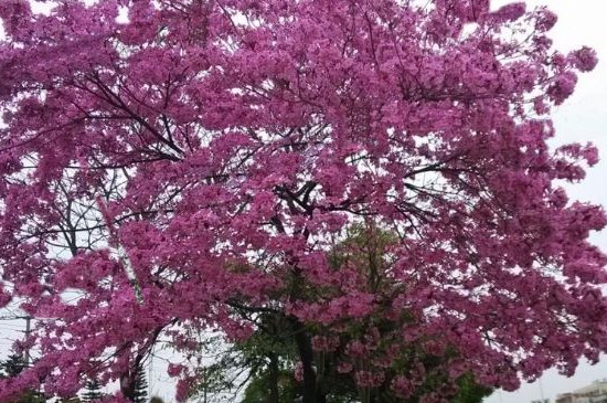 紫花风铃木不开花是什么原因