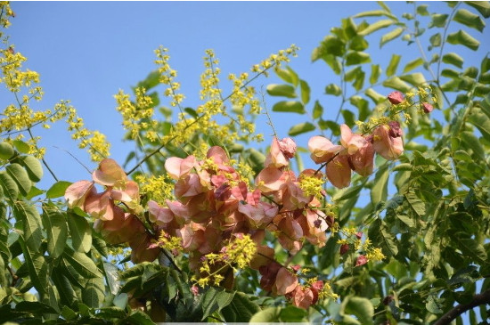 黄山栾树的花是什么颜色