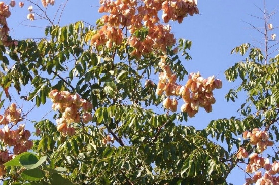 黄山栾树的花是什么颜色