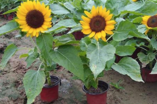 盆栽向日葵的养殖方法和注意事项