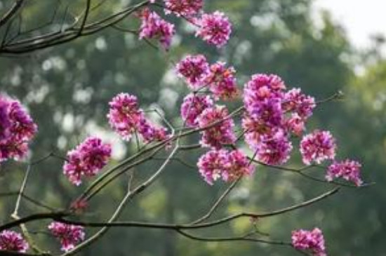 紫花风铃木怎么种植