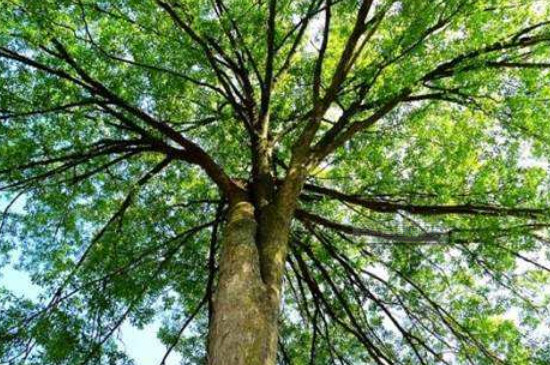 榉树的种植与管理