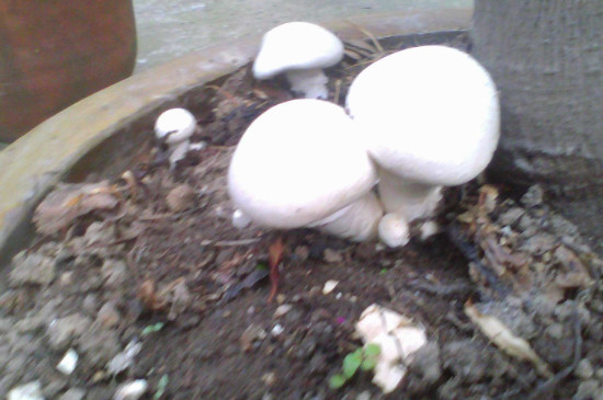 花盆里长蘑菇是怎么回事
