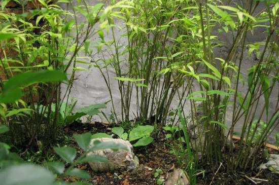 米竹盆景的养护方法和注意事项