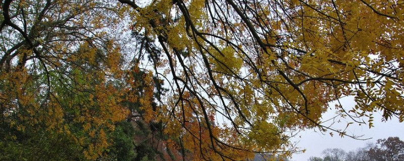 黄连木是常绿还是落叶